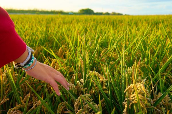 Sustainable Farm Field